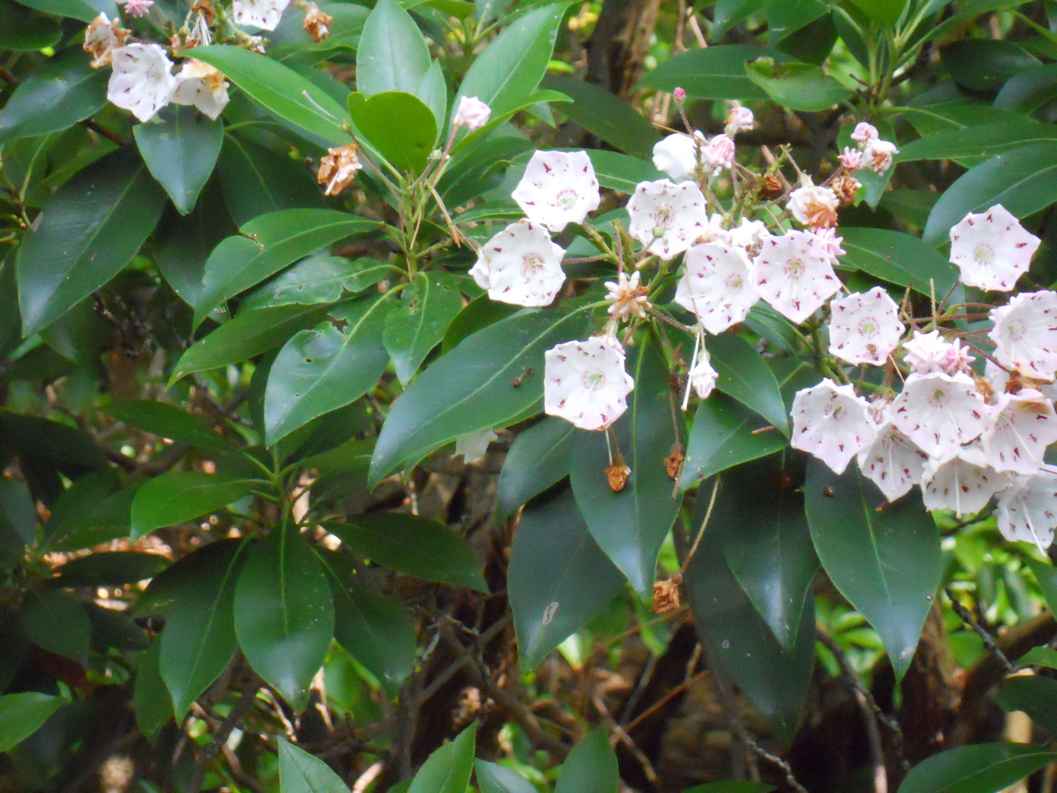 Image of mountain laurel