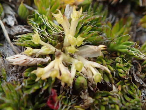 Imagem de Anisotome imbricata var. prostrata J. W. Dawson