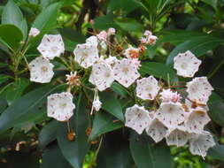 Image of mountain laurel