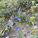 Image of sulphur penstemon