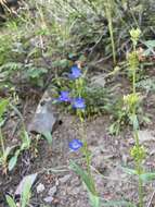 Image of sulphur penstemon