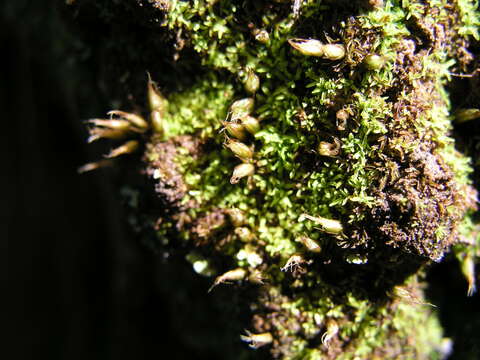 Image of diphyscium moss