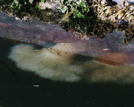 Image of giant plumed anemone