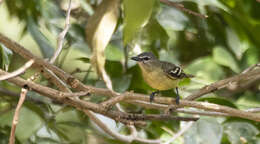 Image of White-lored Tyrannulet