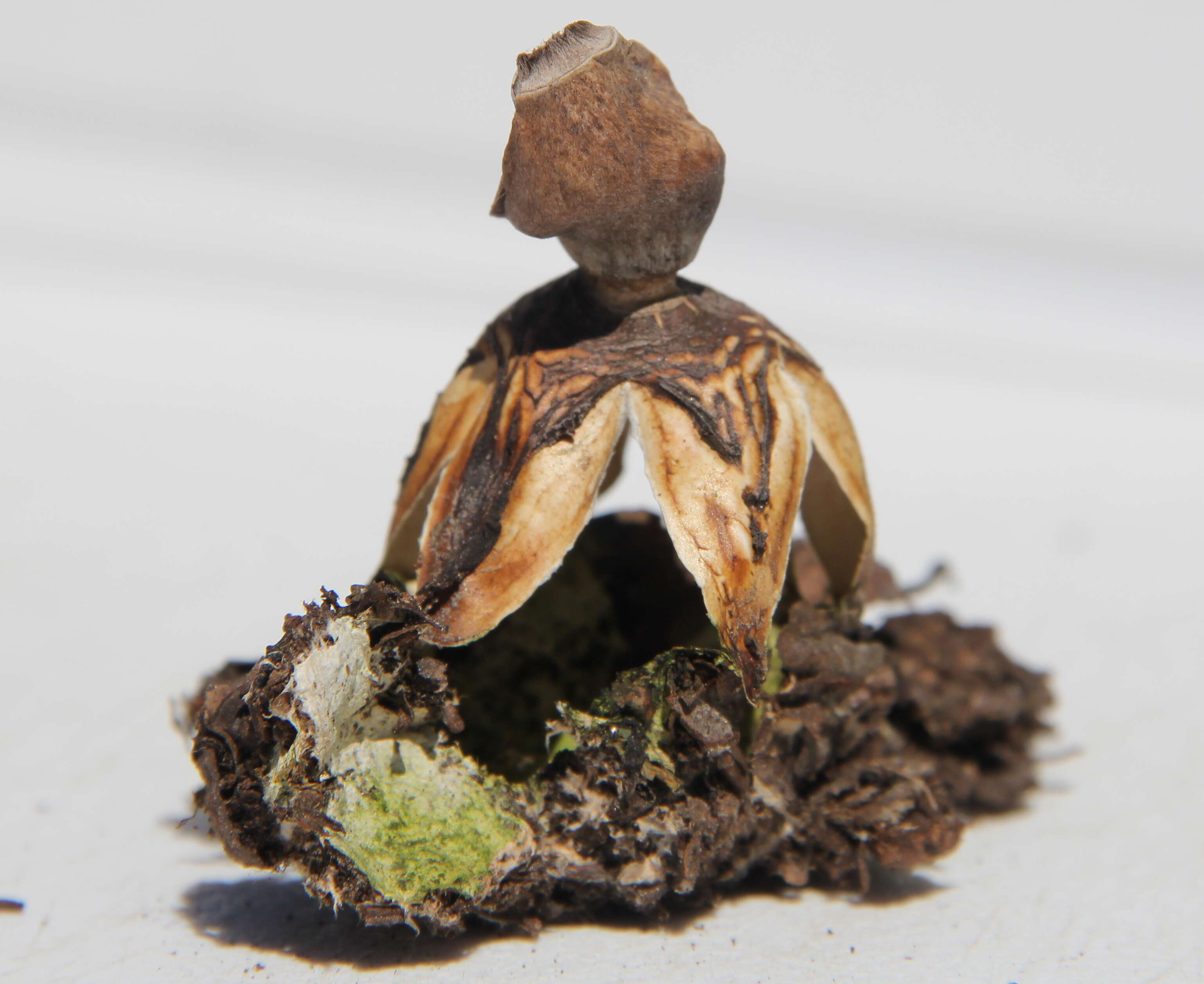 Image of Geastrum quadrifidum DC. ex Pers. 1801