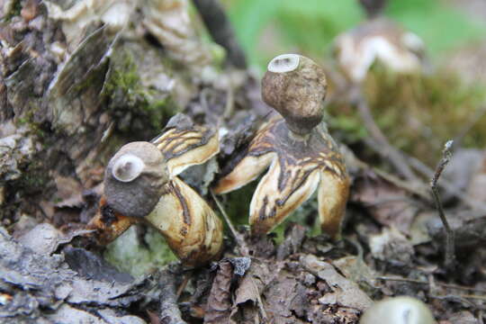 Image of Geastrum quadrifidum DC. ex Pers. 1801