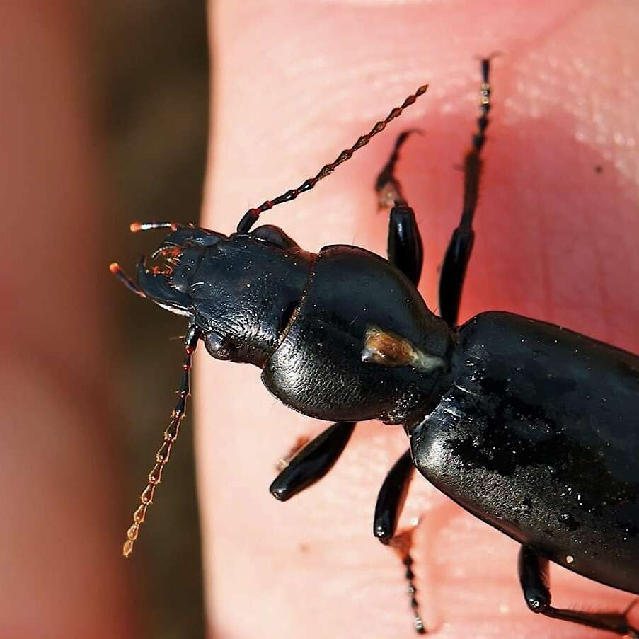 Imagem de Broscus (Broscus) cephalotes (Linnaeus 1758)