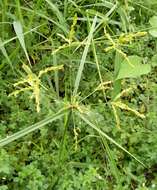 Image of ricefield flatsedge