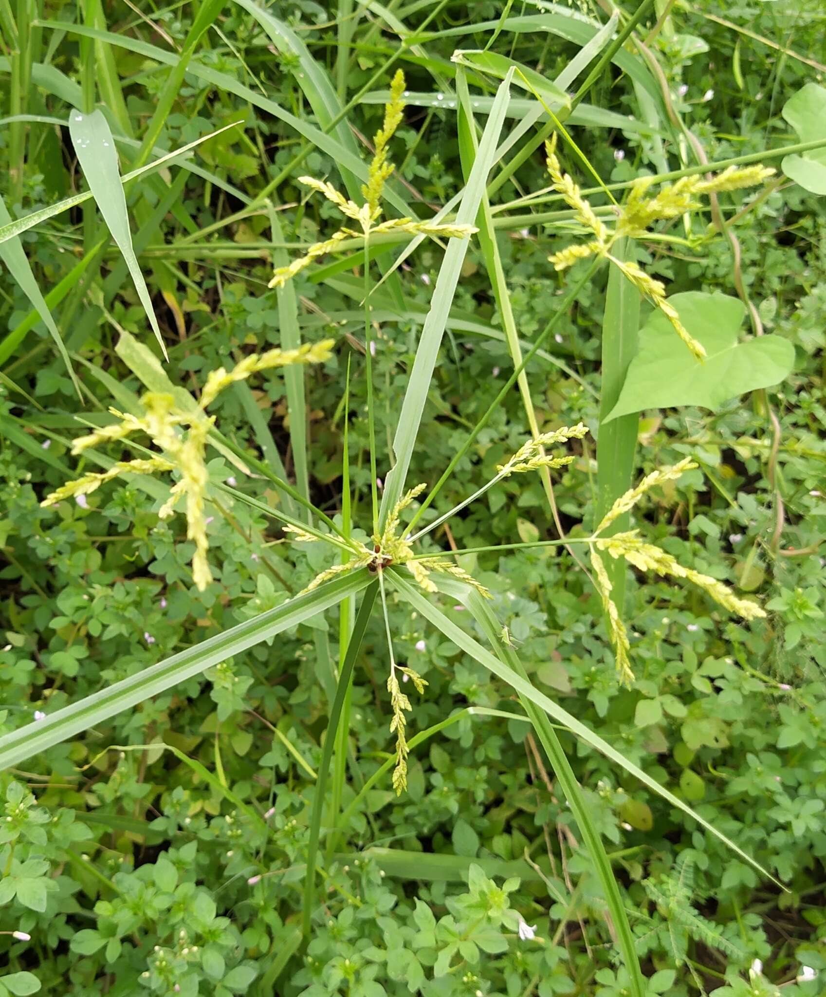 Imagem de Cyperus iria L.