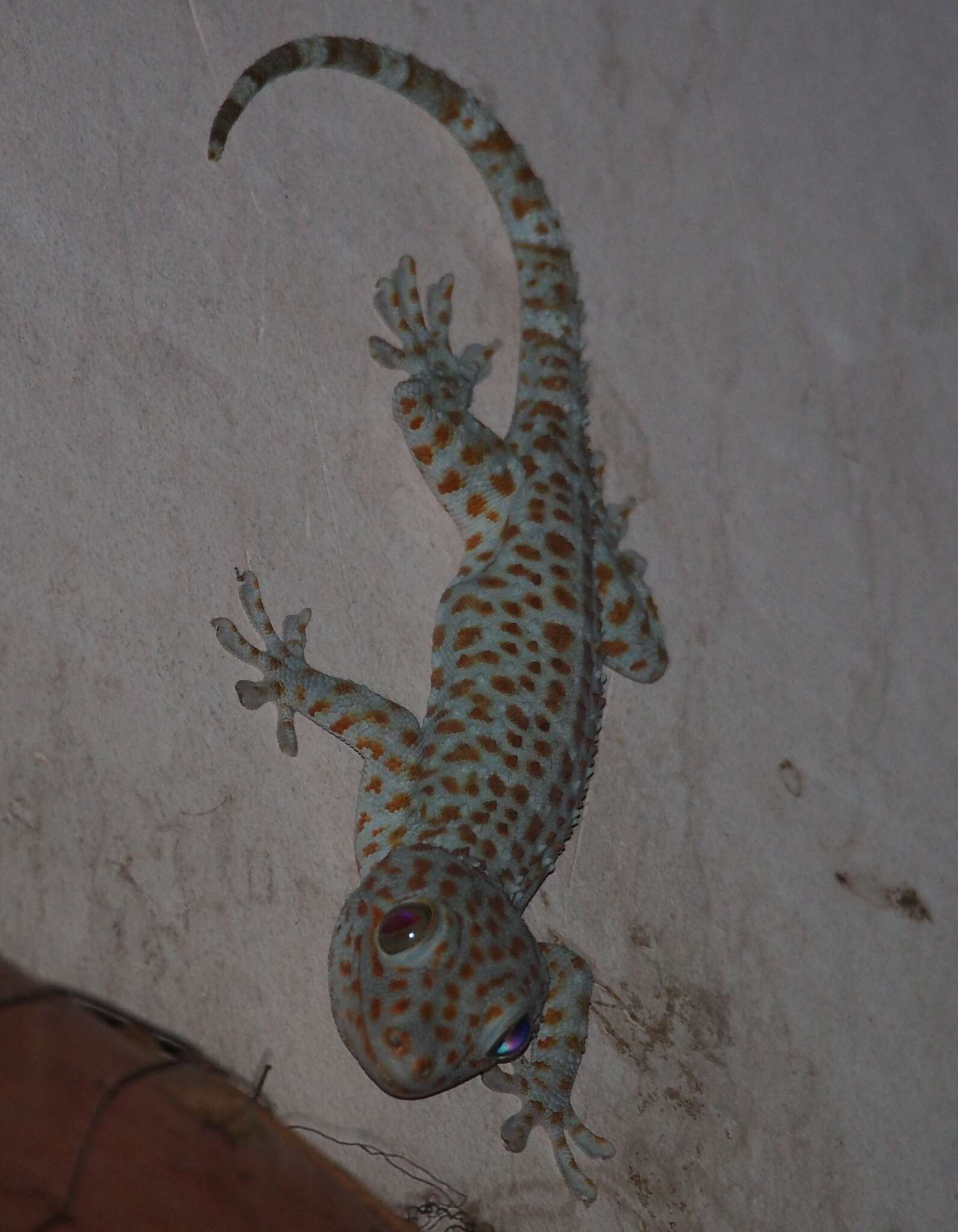 Imagem de Gekko gecko (Linnaeus 1758)