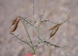 Imagem de Astragalus casei A. Gray