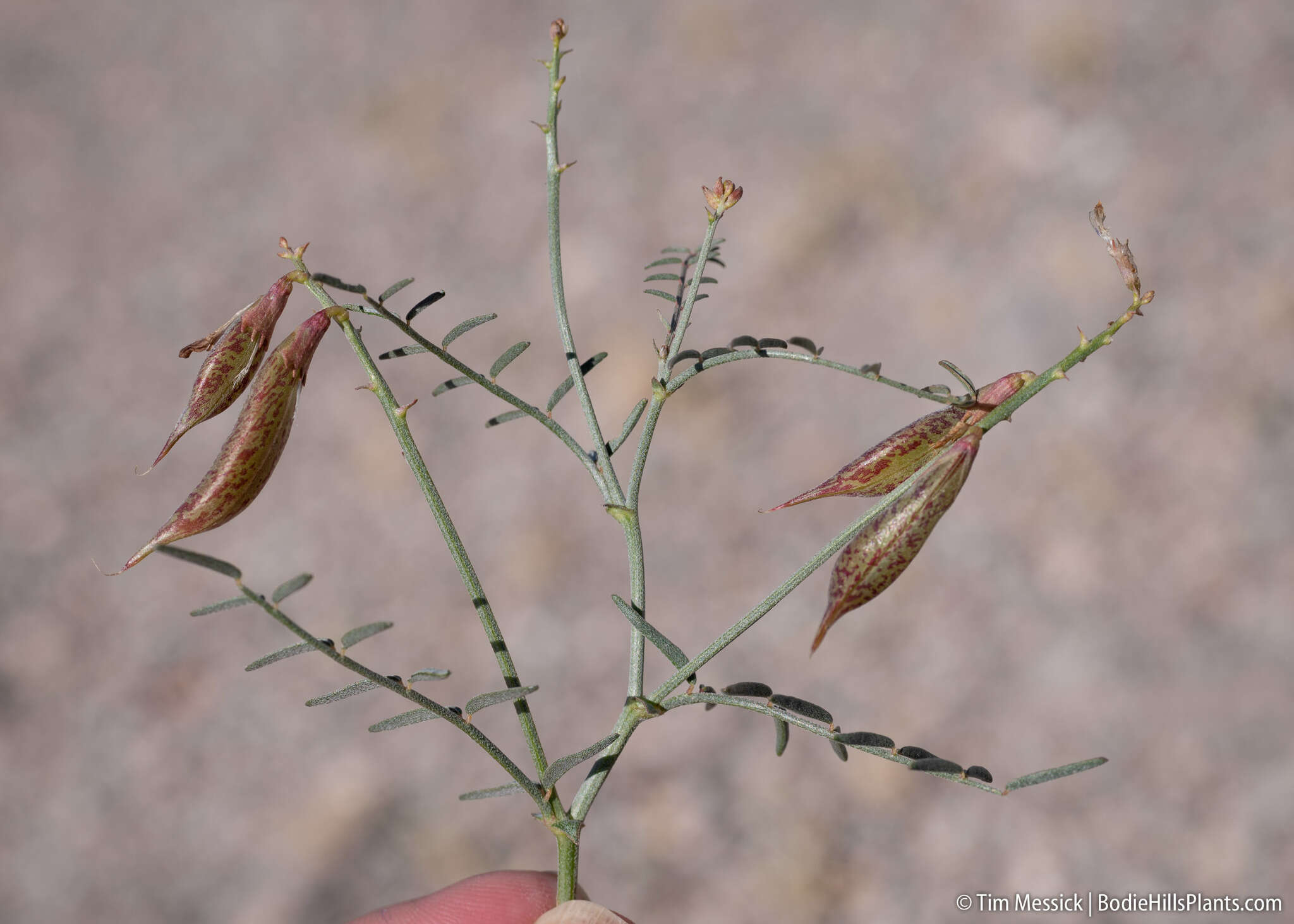 Imagem de Astragalus casei A. Gray