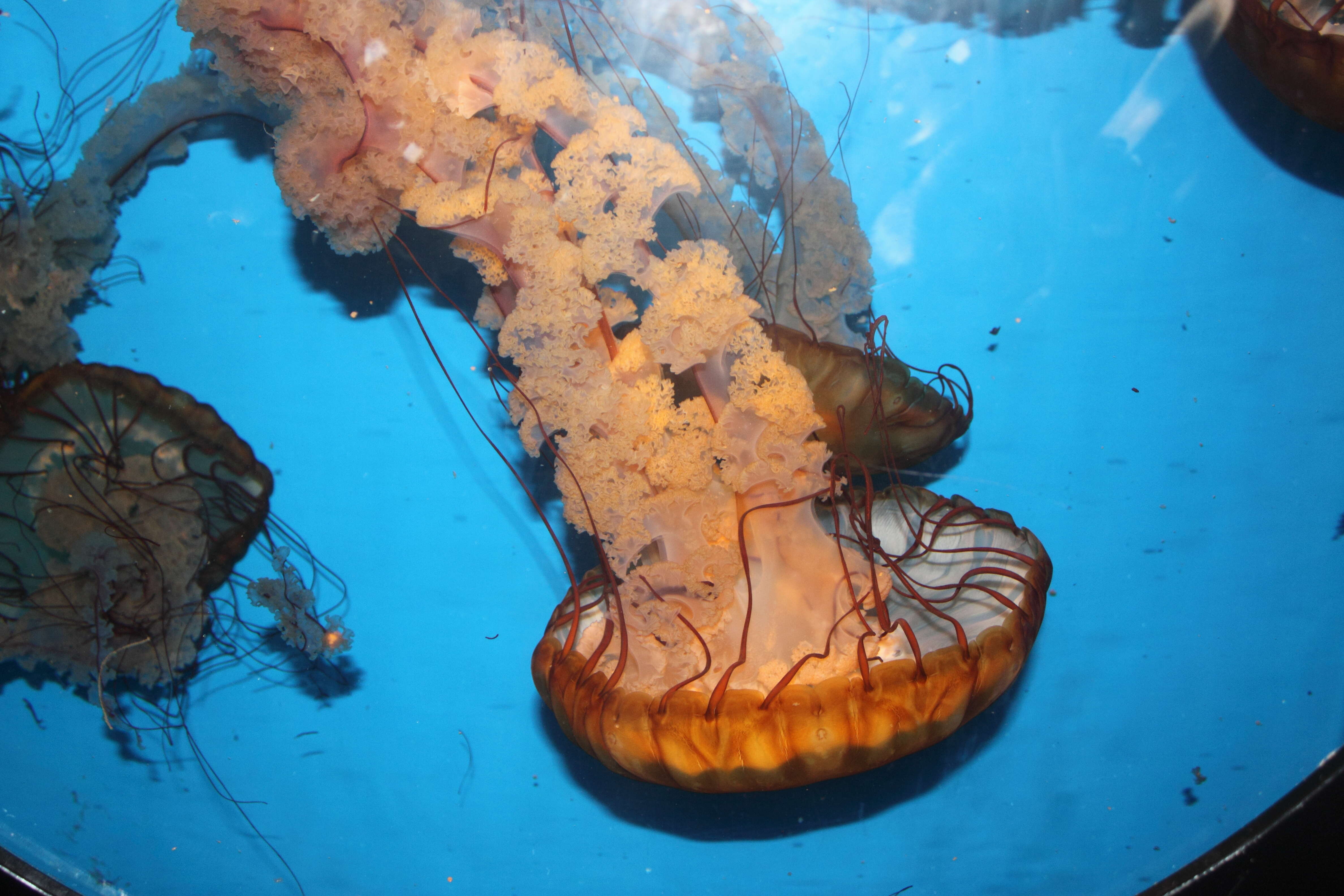 Image of Sea nettle