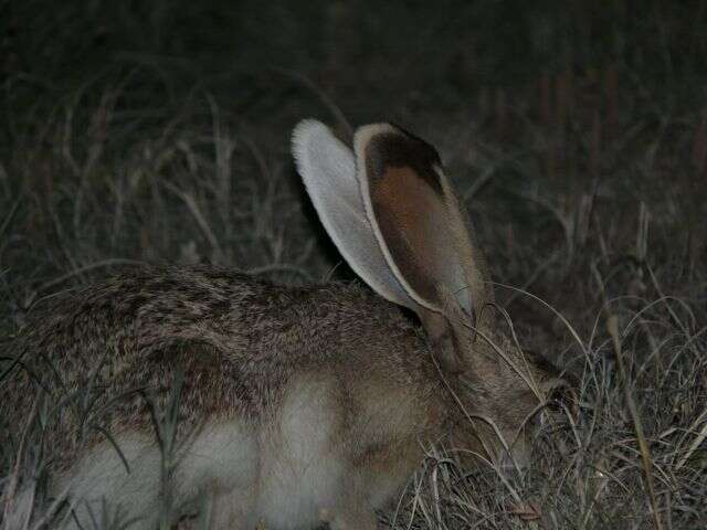 Image of White-sided Jackrabbit