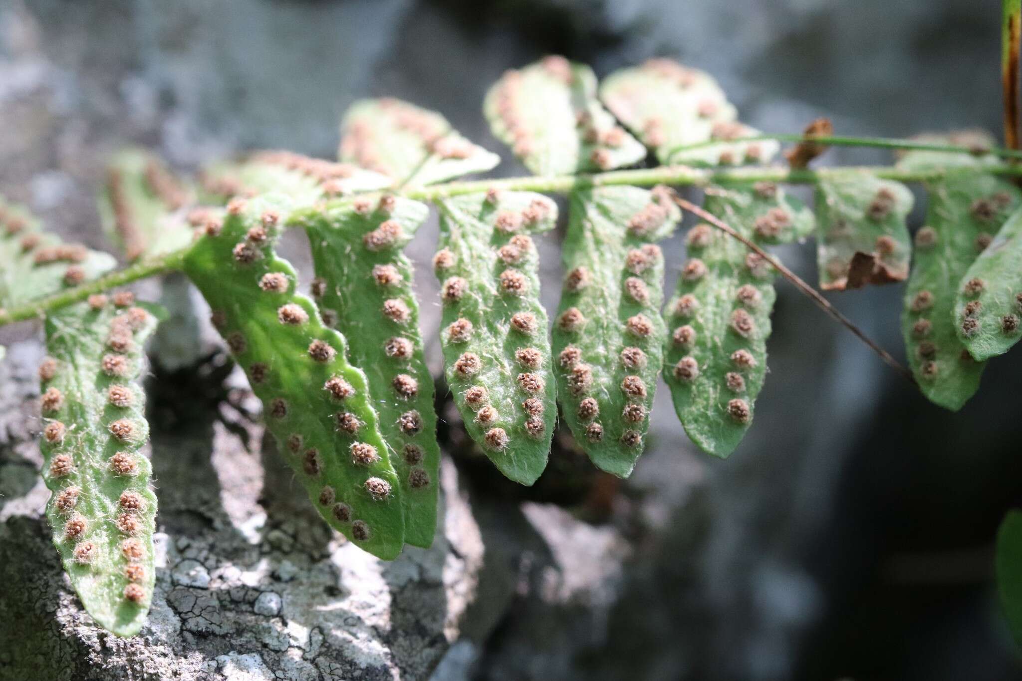 Image of Woodsia polystichoides D. C. Eat.