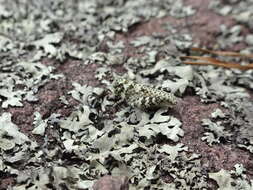 Image of Lichen Grasshopper