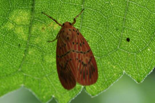 صورة Barsine pulchra (Butler 1877)