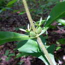 Image of orangefruit horse-gentian