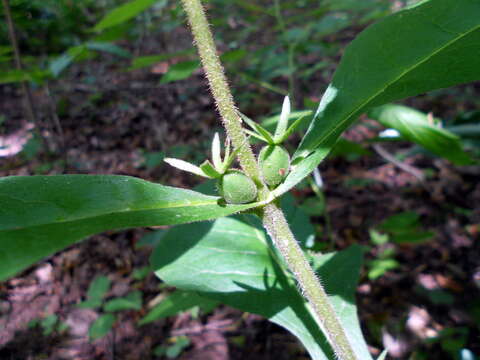 Triosteum aurantiacum E. P. Bickn. resmi