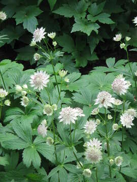 Imagem de Astrantia major L.