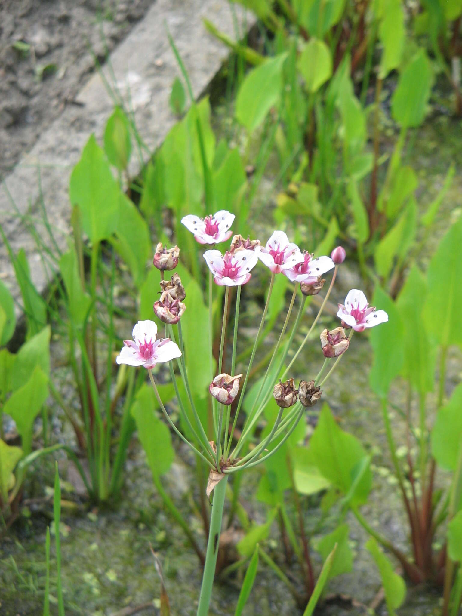 Image of flowering rush family