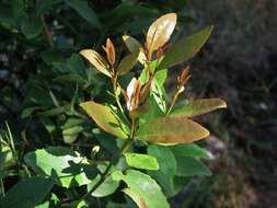 Image of Elaeodendron schinoides Spreng.