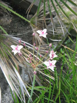 Image of flowering rush family