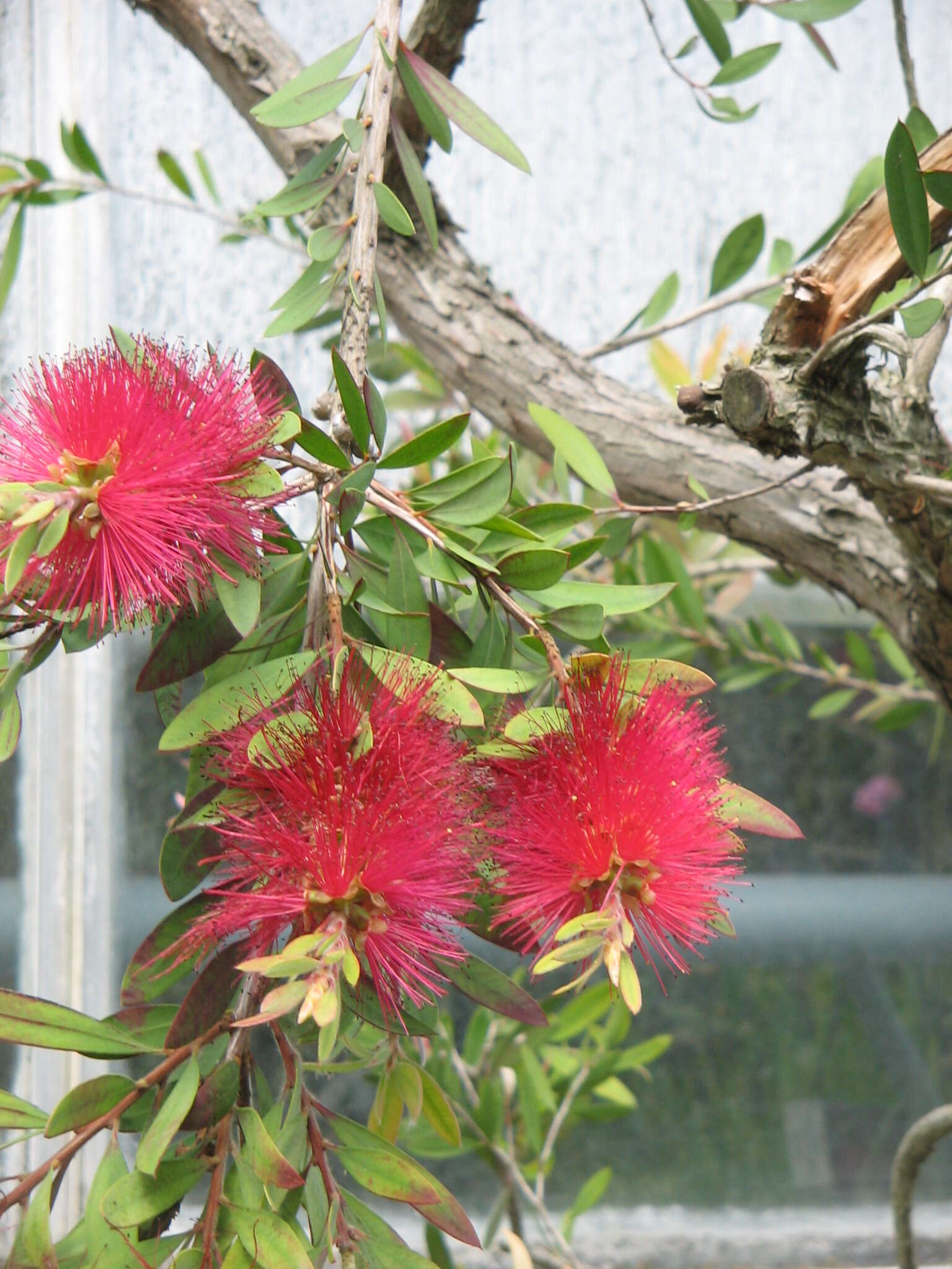 صورة Callistemon citrinus (Curtis) Skeels