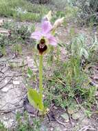 Image of Ophrys tenthredinifera subsp. ficalhoana (J. A. Guim.) M. R. Lowe & D. Tyteca