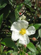 Imagem de Cistus laurifolius L.