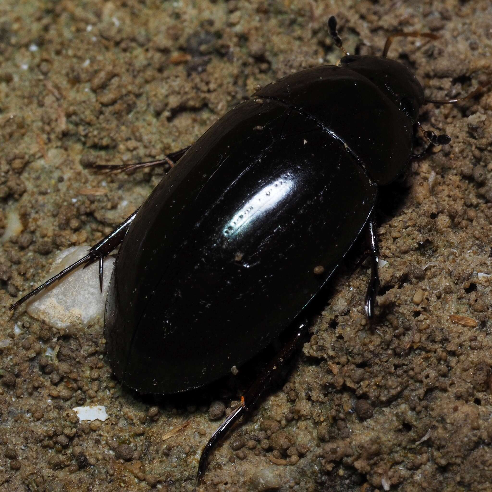 Image of Lesser silver water beetle