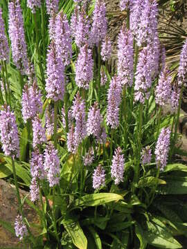 Image de orchis tacheté