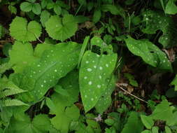 Sivun Pulmonaria stiriaca A. Kerner kuva