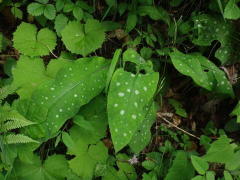 Plancia ëd Pulmonaria stiriaca A. Kerner