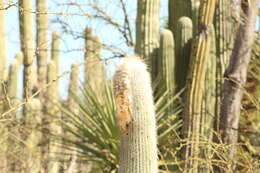 Image de Cephalocereus columna-trajani (Karw.) K. Schum.