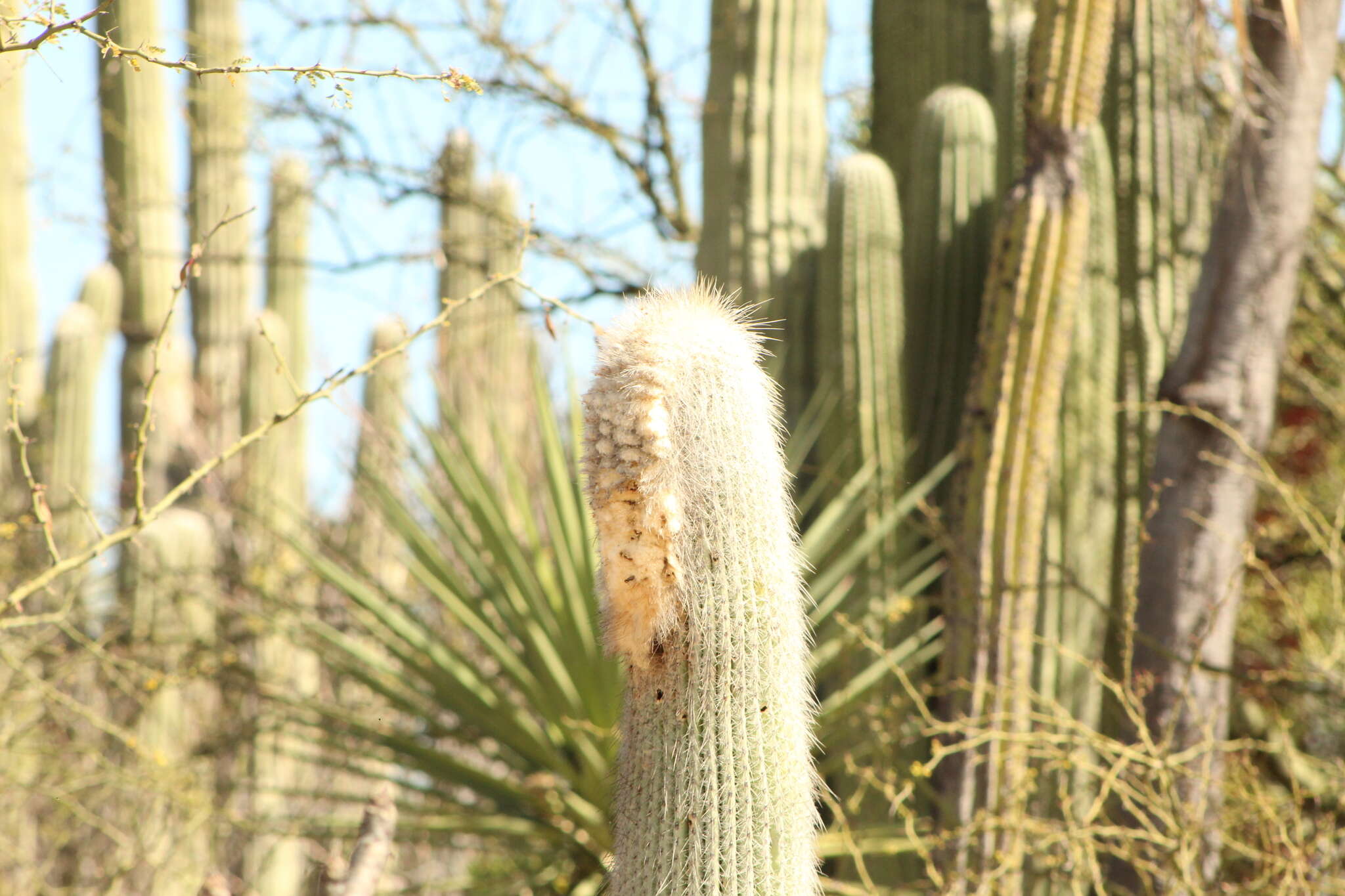 Image of Cephalocereus columna-trajani (Karw.) K. Schum.