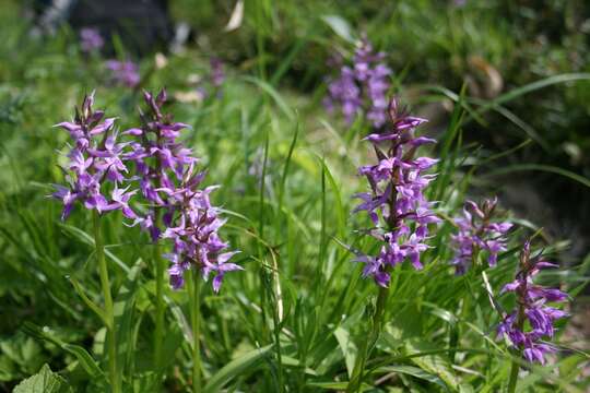 Image de Dactylorhiza aristata (Fisch. ex Lindl.) Soó