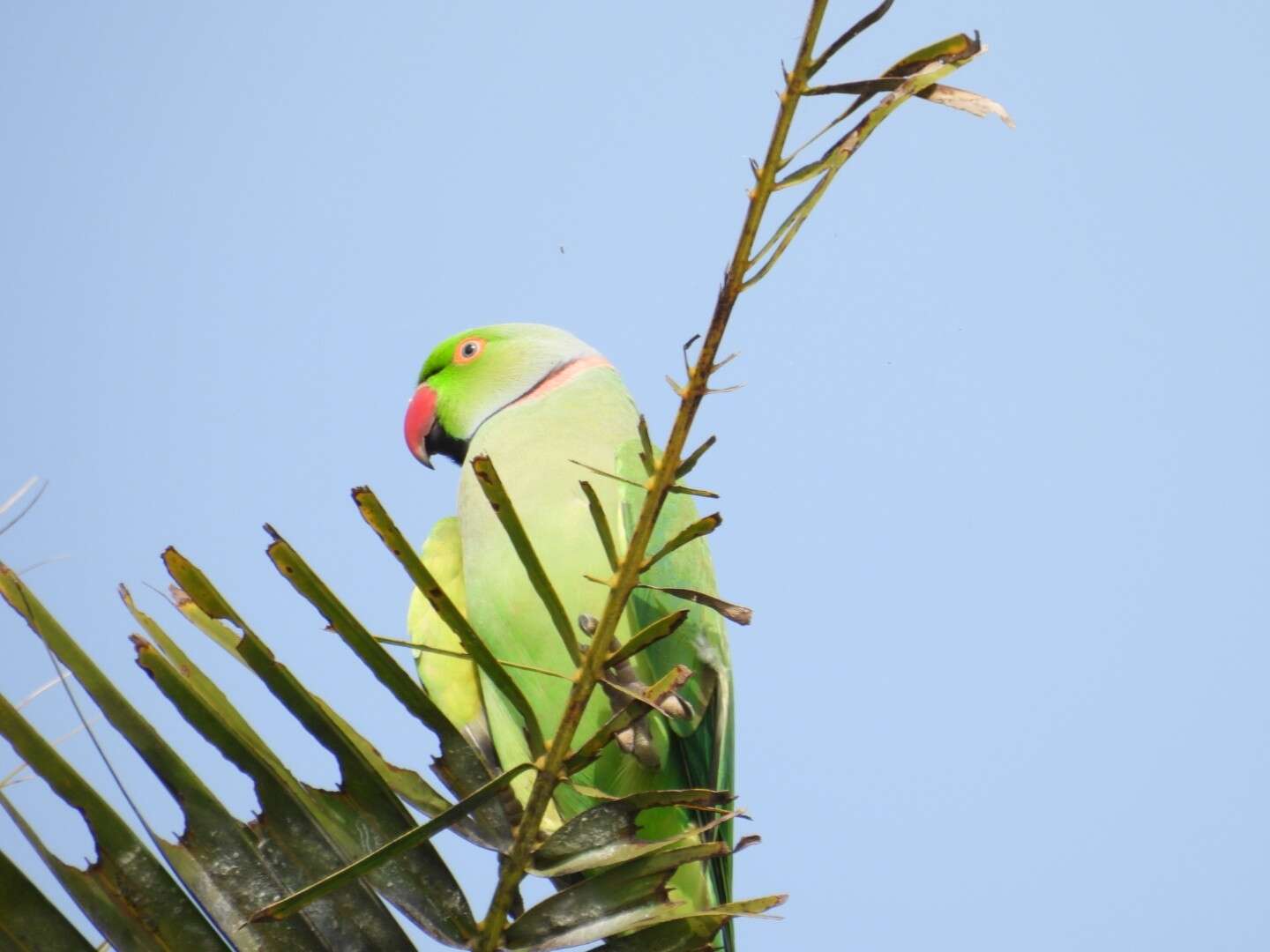 صورة Psittacula krameri manillensis (Bechstein 1800)