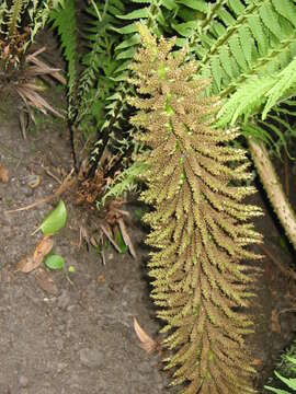 Image of giant rhubarb