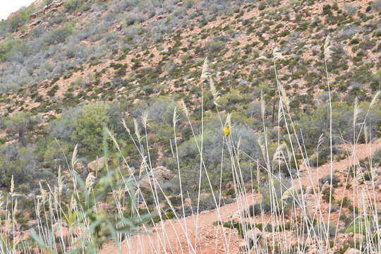 Image of Cape Weaver