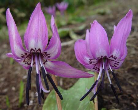 Image of Erythronium japonicum Decne.