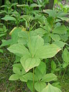 Image of herb Paris