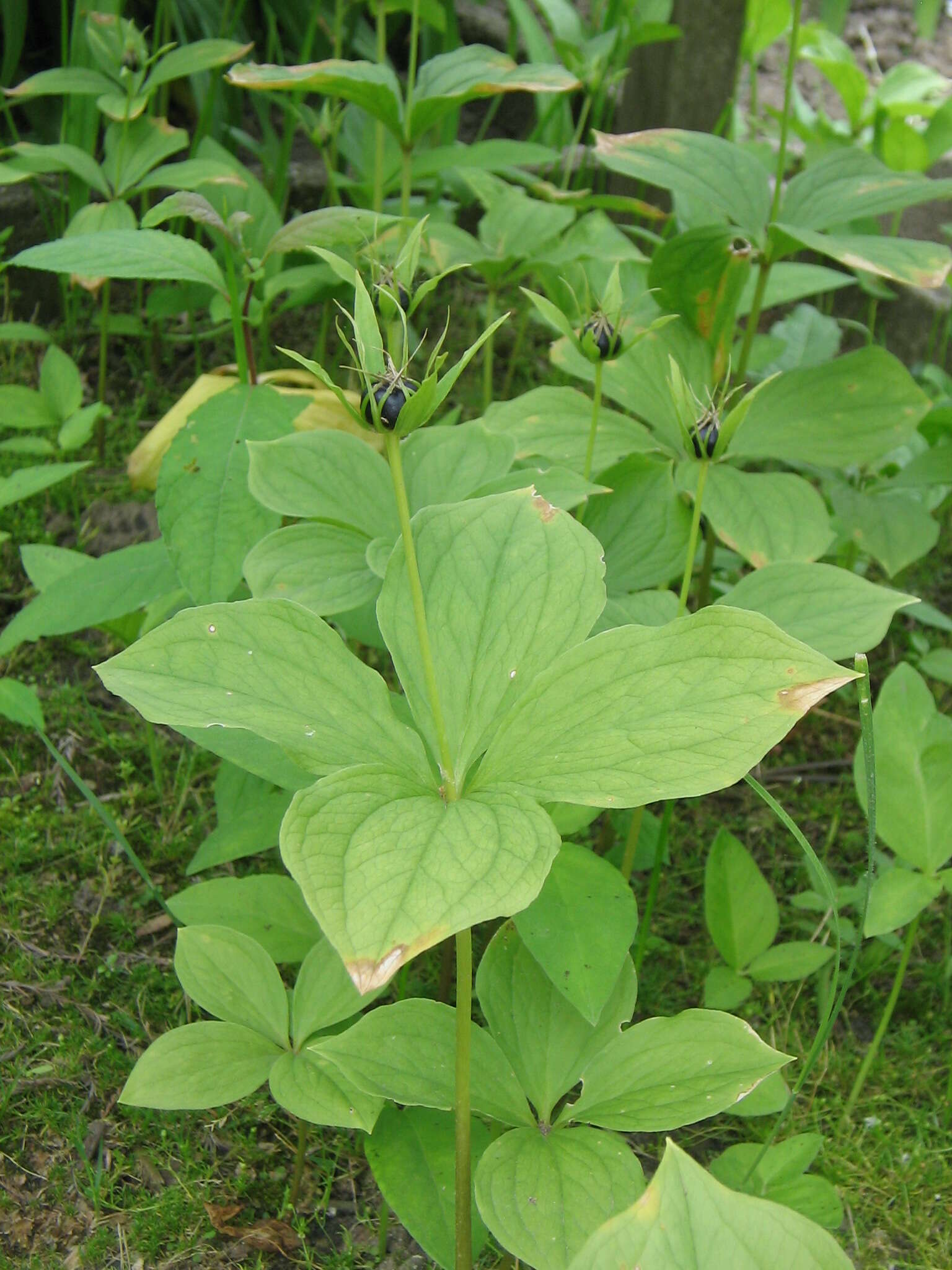 Image of herb Paris