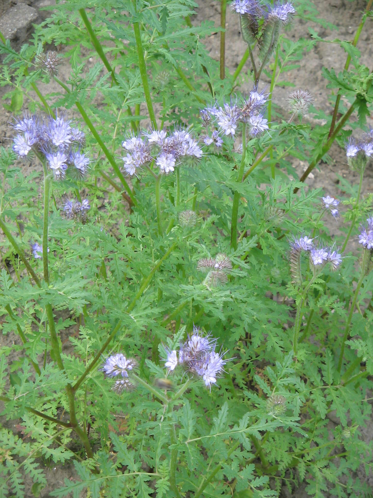 Image de Phacélie à feuilles de tanaisie