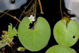 Image of Little Floatingheart