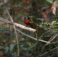 Image de Gobemouche paradis malgache