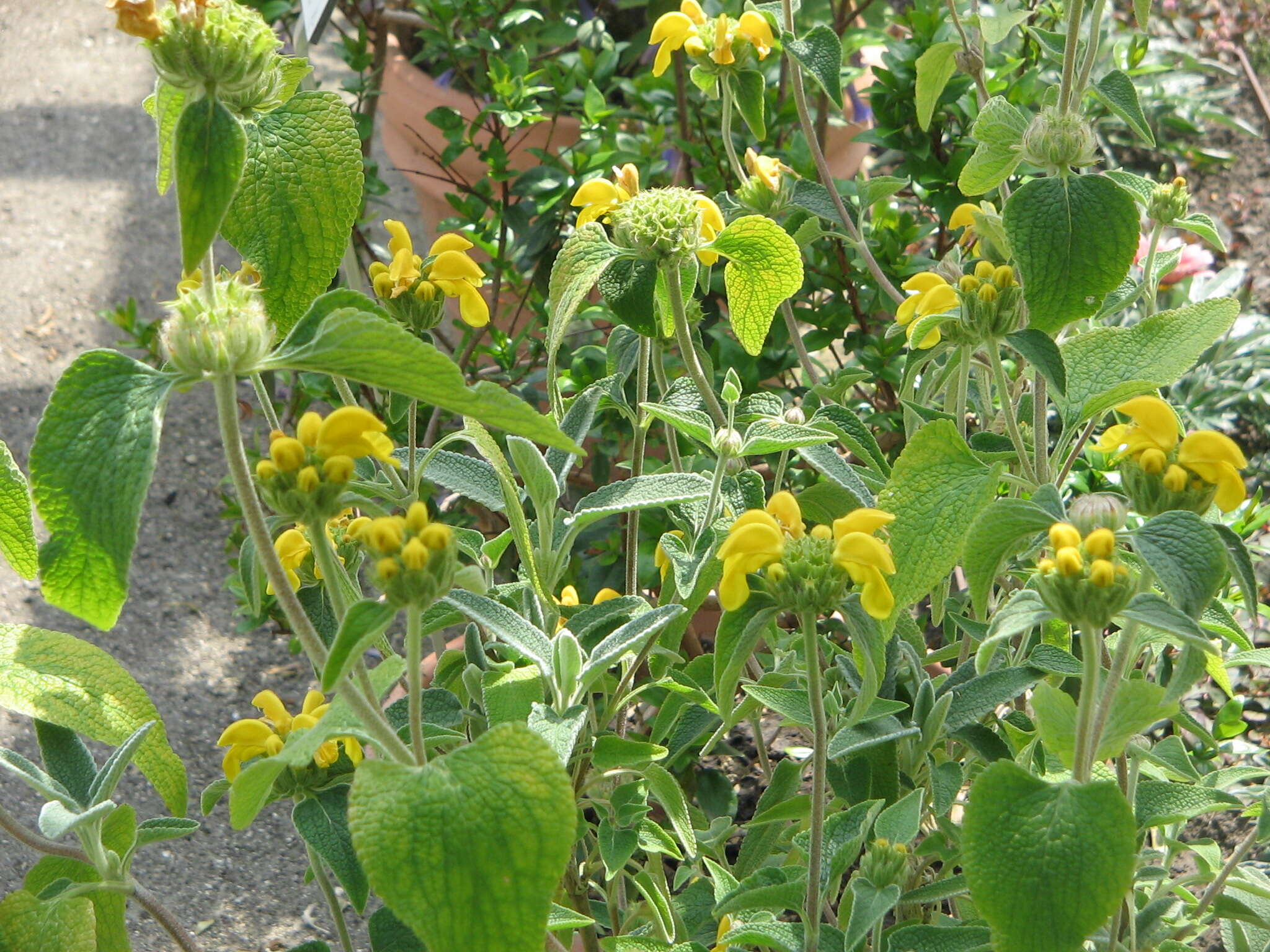 Image of shrubby Jerusalem sage