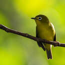 Image of Golden-yellow White-eye