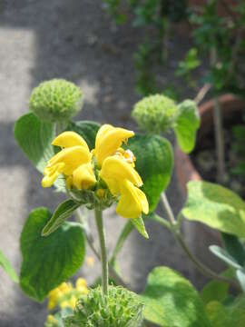 Image of shrubby Jerusalem sage