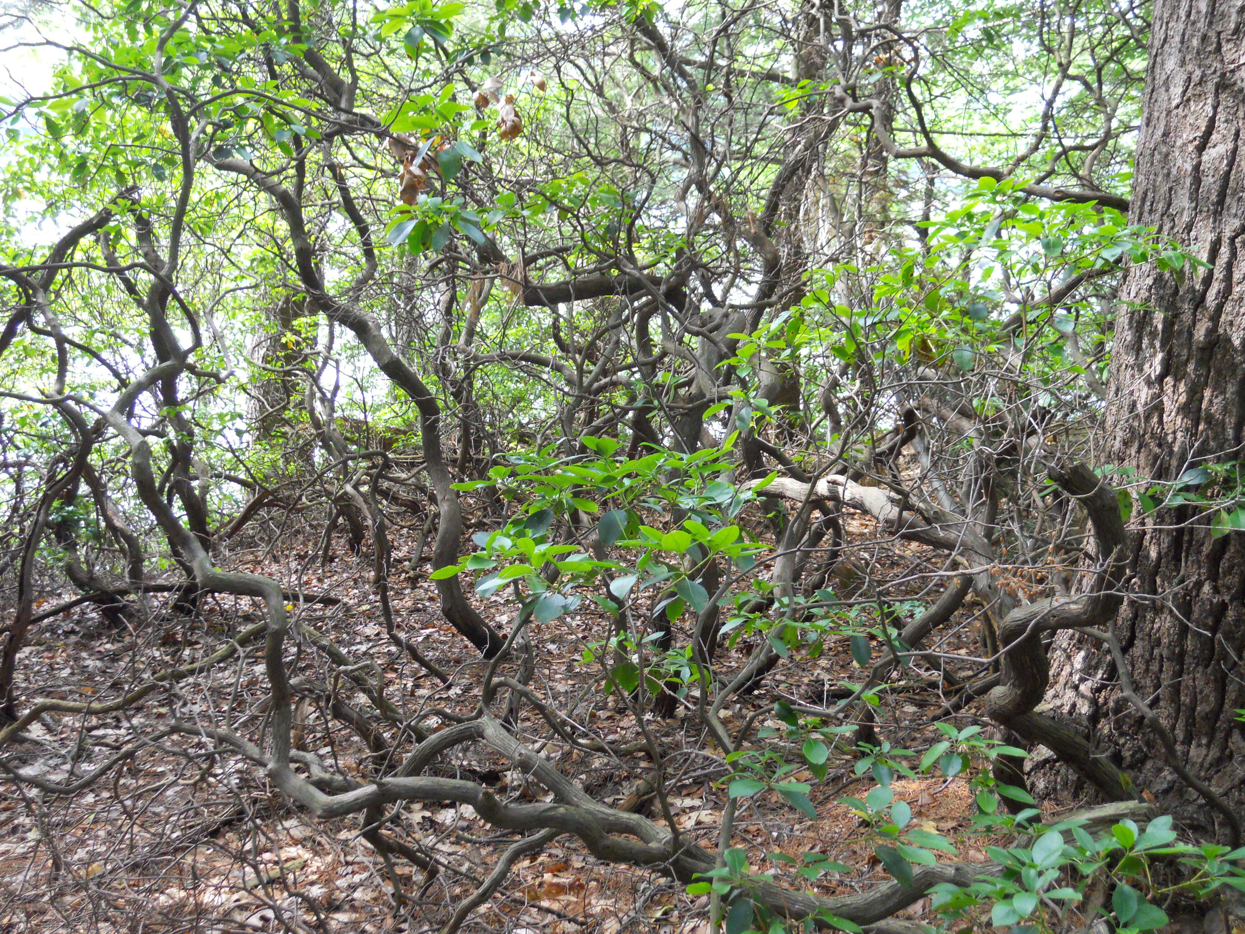 Image of mountain laurel